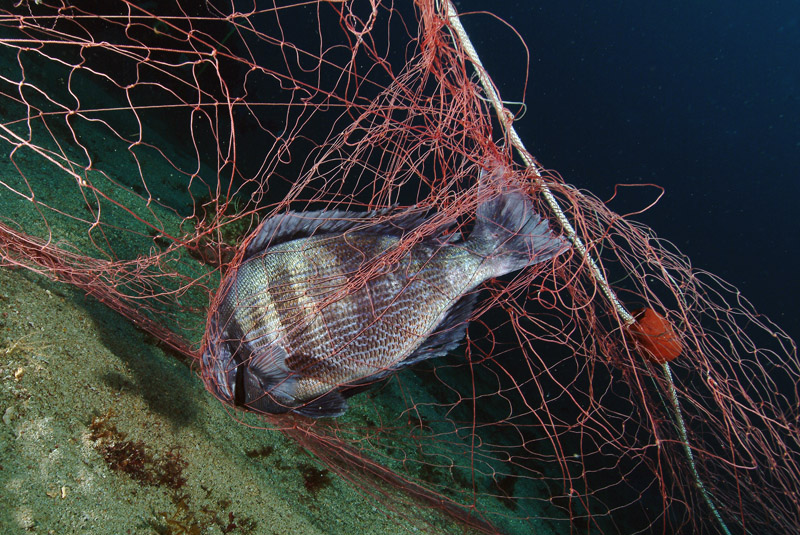 Continua la riproduzione di Spondyliosoma cantharus